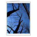 solid trees cards