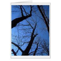 solid trees cards