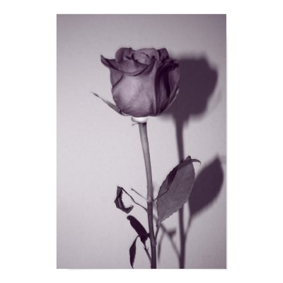 Soliloquy of the Rose Poster by laughingwillow