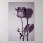 Soliloquy of the Rose Poster