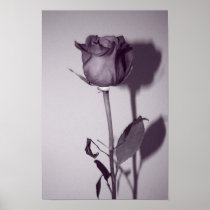Soliloquy of the Rose Poster