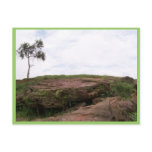 Solit�ria, Ela Representa A Natureza Sobrevivendo postcards