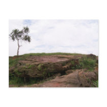 Solit�ria, Ela Representa A Natureza Sobrevivendo Postcard