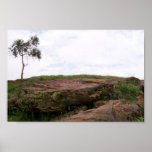 Solit�ria, Ela Representa A Natureza Sobrevivendo posters