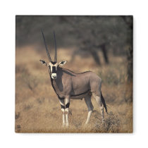Solitary Antelope Magnet
