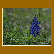 Solitary Bluebonnet postcards