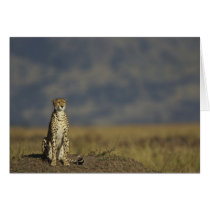 Solitary Cheetah cards