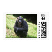 Solitary Chimp Stamps