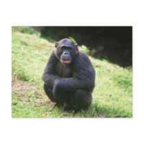 Solitary Chimp Postcards