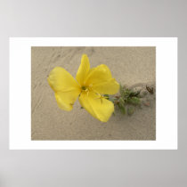 Solitary flower. posters