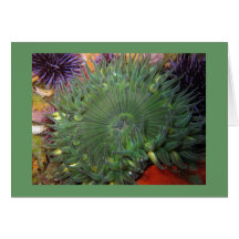 Solitary Green Anemone