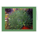 Solitary Green Anemone cards