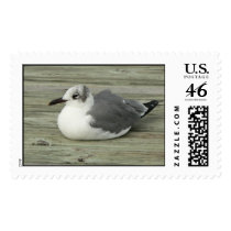 Solitary gull. stamps