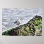 Solitary Gull Print
