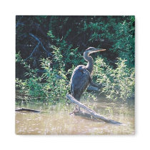 Solitary Heron magnets