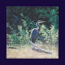 Solitary Heron