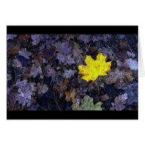 Solitary Leaf cards
