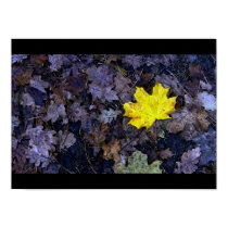 Solitary Leaf posters