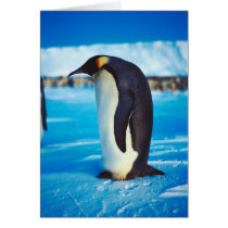 Solitary Penguin Greeting Card