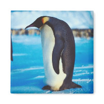 Solitary Penguin Refrigerator Magnet