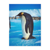 Solitary Penguin Postcards