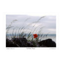 Solitary Poppy posters by celtxian Solitary Poppy posters