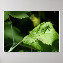 Solitary Poster