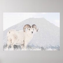 Solitary Ram Poster