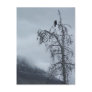 Solitary Raven