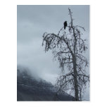 Solitary Raven Postcard