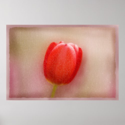 Solitary Red Tulip Cracked Alabaster Poster print