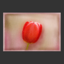 Solitary Red Tulip Cracked Alabaster Poster posters by dduhaime55 Solitary Red Tulip Cracked Alabaster Poster posters