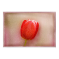 Solitary Red Tulip Cracked Alabaster Poster posters by dduhaime55 Solitary Red Tulip Cracked Alabaster Poster posters