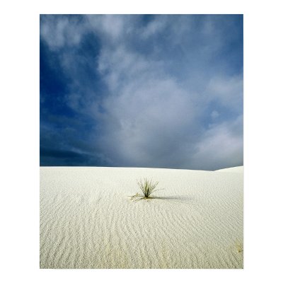 Solitary Sprout Print by gust_front