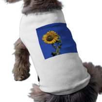 Solitary Sunflower pet clothing
