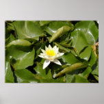 Solitary Water Lily Posters