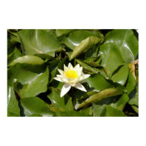 Solitary Water Lily posters