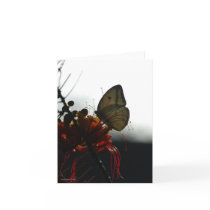 SOLITUDE 5a cards