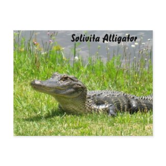 Solivita Alligator postcard