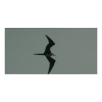solo bird photo card