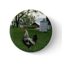 Solo Chicken buttons by sonje_gejji Solo Chicken buttons