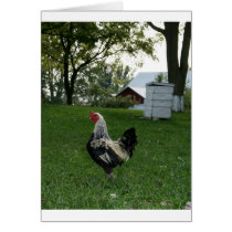 Solo Chicken cards by sonje_gejji Solo Chicken cards
