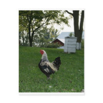 Solo Chicken postcards by sonje_gejji Solo Chicken postcards