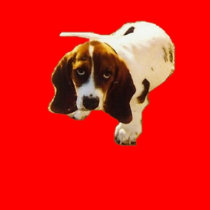 Solo Puppy_Look t-shirts