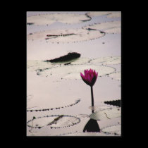 Solo-tus | Cambodia postcards by webgrrl Solo-tus | Cambodia postcards