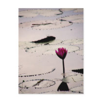 Solo-tus | Cambodia Postcards