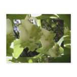 solomon's seal postcards