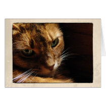 Somali Cat Close Up Card cards