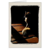 Somali Cat Silhouette Card cards