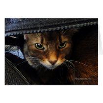 Somali Cat Watching You Card cards